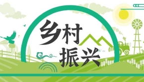 【中医药助力乡村振兴】甘肃庄浪：丹参花开产业兴