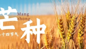二十四节气之芒种丨芒于自然，种于希望