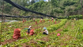 【中医药助力乡村振兴】云南景谷：青山药材香 振兴画卷开
